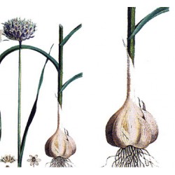 ail