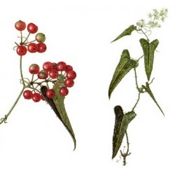 Salsepareille
